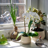 Ilex Studio collection vases