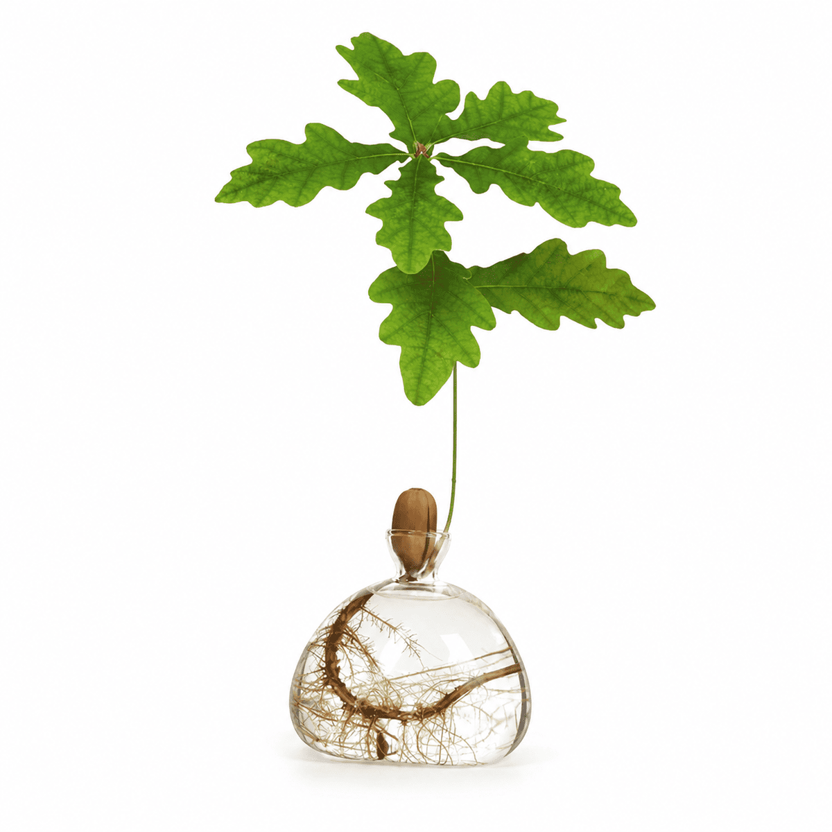 Vaso Ghianda Germinazione in Vetro
