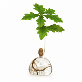 Vaso Ghianda Germinazione in Vetro