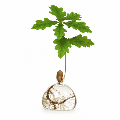 Vase Gland à Germination en Verre