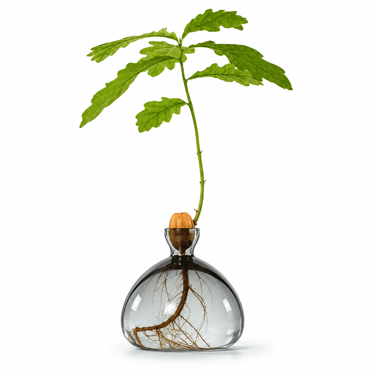 Vase Gland à Germination en Verre