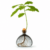 Vaso Ghianda Germinazione in Vetro