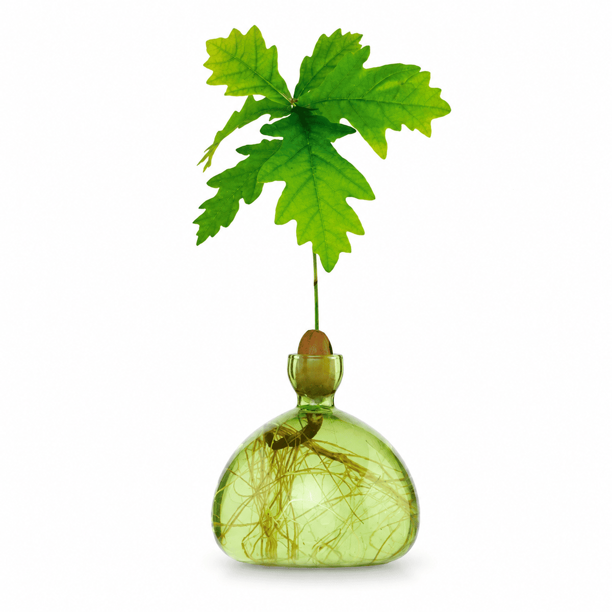 Vaso Ghianda Germinazione in Vetro