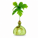 Vaso Ghianda Germinazione in Vetro