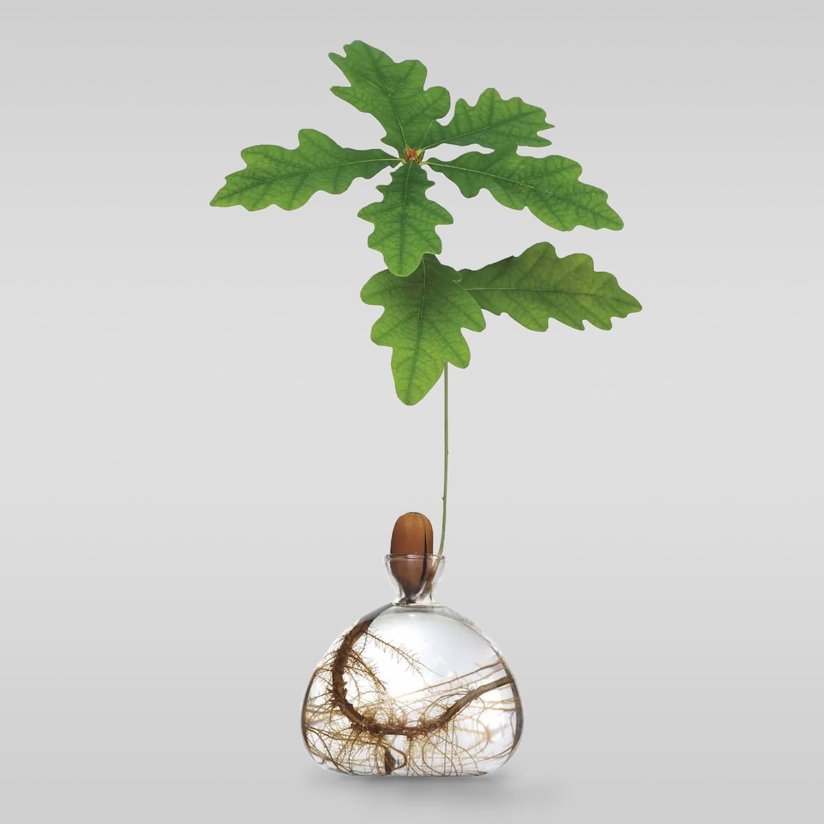 Ilex Studio Vase Gland Transparent